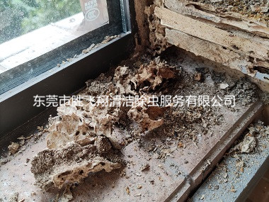常平镇白蚁灭治工程