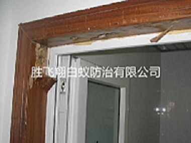 东莞虎门白蚁防治工程