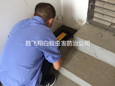 南城街道电机房灭白蚁