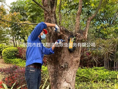 虎门街道白蚁防治