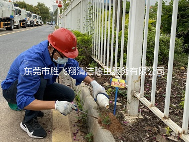 厚街企业公司防治红火蚁