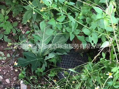 横沥镇上门驱蛇防蛇