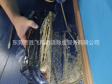 南城体育馆灭治白蚁工程